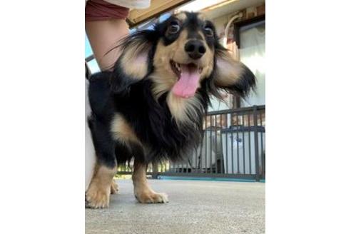 販売中のカニンヘンダックスフンド(ロングヘアード)の親犬